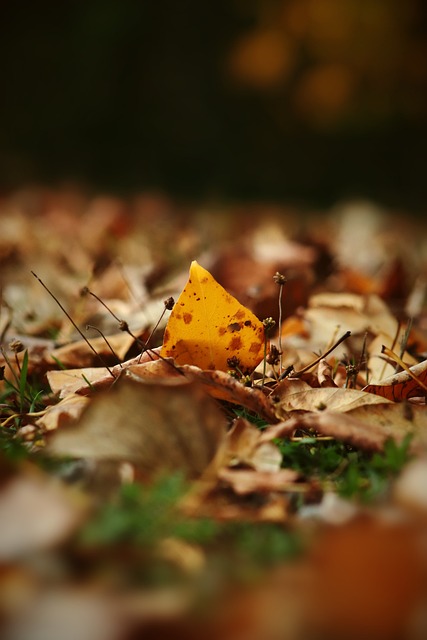 貝林厄姆收獲金童獎 得票率高達97%.