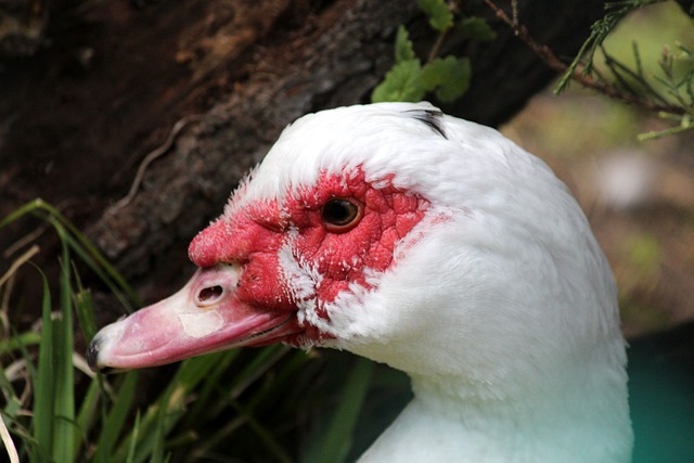 森通往胜利 森通往胜利